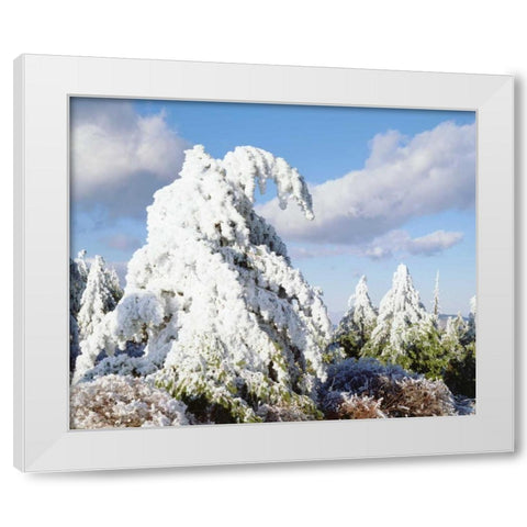 California, Cuyamaca Rancho Snow-covered trees White Modern Wood Framed Art Print by Talbot Frank, Christopher