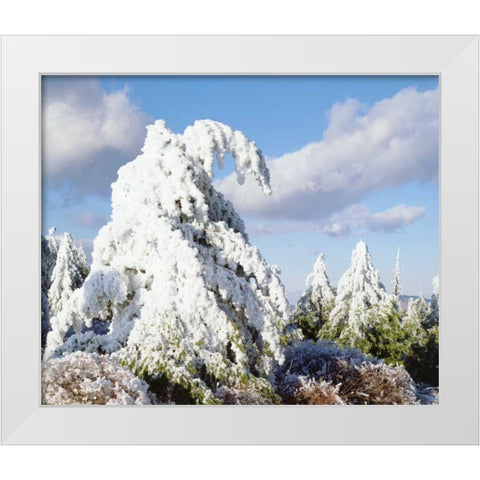 California, Cuyamaca Rancho Snow-covered trees White Modern Wood Framed Art Print by Talbot Frank, Christopher