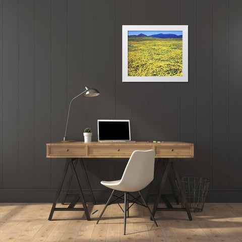 CA, Cuyamaca Rancho SP Tidy tip flowers White Modern Wood Framed Art Print by Talbot Frank, Christopher