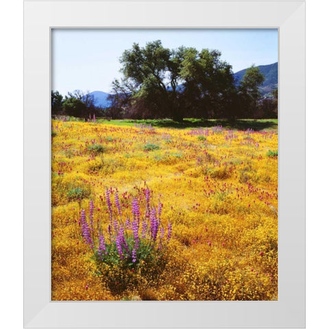 California, Cuyamaca Rancho SP Flower landscape White Modern Wood Framed Art Print by Talbot Frank, Christopher