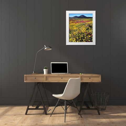 California, Cuyamaca Rancho SP Flower landscape White Modern Wood Framed Art Print by Talbot Frank, Christopher