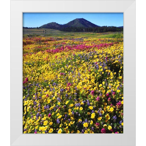 California, Cuyamaca Rancho SP Flower landscape White Modern Wood Framed Art Print by Talbot Frank, Christopher
