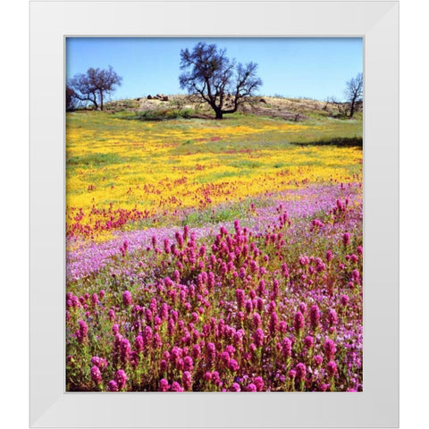California, Cuyamaca Rancho SP Flower landscape White Modern Wood Framed Art Print by Talbot Frank, Christopher