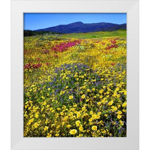 California, Cuyamaca Rancho SP Flower landscape White Modern Wood Framed Art Print by Talbot Frank, Christopher