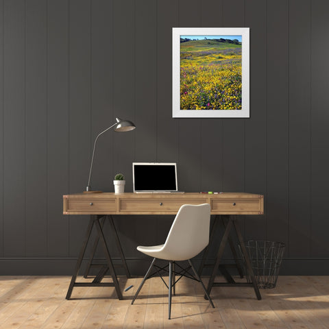 California, Cuyamaca Rancho SP Flower landscape White Modern Wood Framed Art Print by Talbot Frank, Christopher