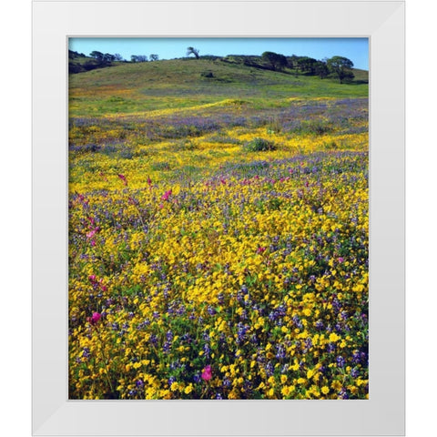 California, Cuyamaca Rancho SP Flower landscape White Modern Wood Framed Art Print by Talbot Frank, Christopher