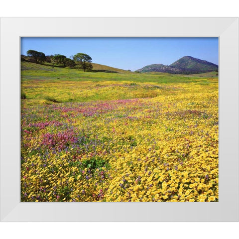 California, Cuyamaca Rancho SP Flower landscape White Modern Wood Framed Art Print by Talbot Frank, Christopher