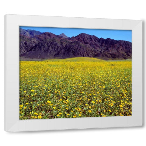 California, Death Valley NP Desert Sunflowers White Modern Wood Framed Art Print by Talbot Frank, Christopher