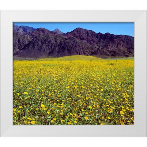 California, Death Valley NP Desert Sunflowers White Modern Wood Framed Art Print by Talbot Frank, Christopher