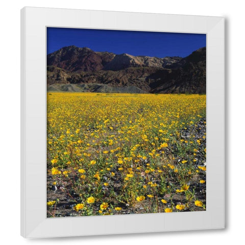 California, Death Valley NP Desert sunflowers White Modern Wood Framed Art Print by Talbot Frank, Christopher