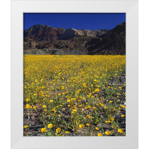 California, Death Valley NP Desert sunflowers White Modern Wood Framed Art Print by Talbot Frank, Christopher
