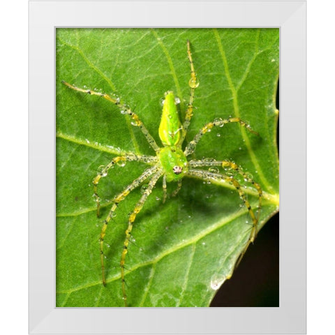 USA, California, Dew on a Green Lynx Spider White Modern Wood Framed Art Print by Talbot Frank, Christopher