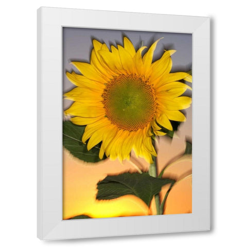 CA, Hybrid sunflower blowing in the wind at dusk White Modern Wood Framed Art Print by Talbot Frank, Christopher