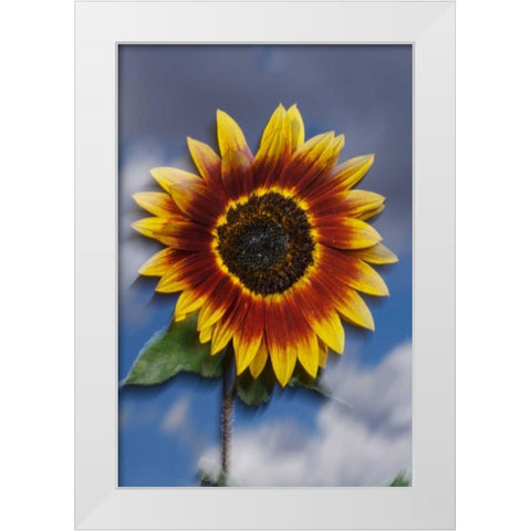 CA, Sunflower blowing in the wind at sunset White Modern Wood Framed Art Print by Talbot Frank, Christopher