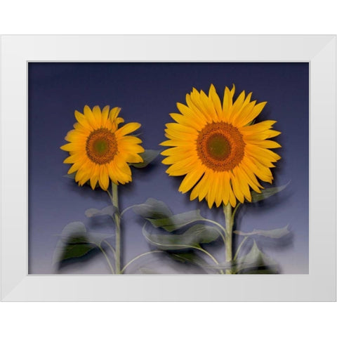 CA, Hybrid sunflowers blowing in the wind at dusk White Modern Wood Framed Art Print by Talbot Frank, Christopher