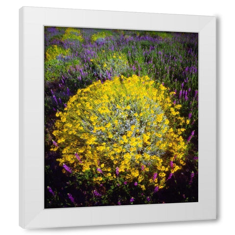 CA, Joshua Tree NP Brittlebush and Lupine White Modern Wood Framed Art Print by Talbot Frank, Christopher