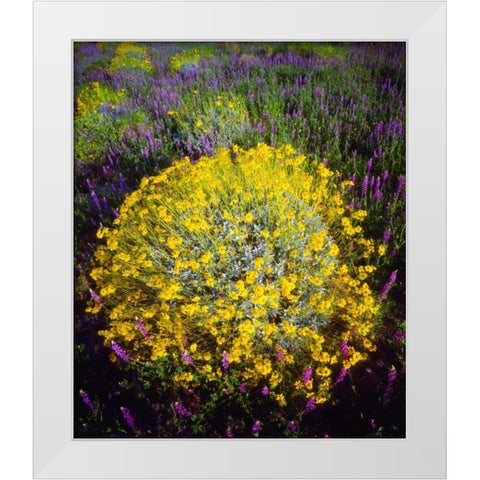 CA, Joshua Tree NP Brittlebush and Lupine White Modern Wood Framed Art Print by Talbot Frank, Christopher