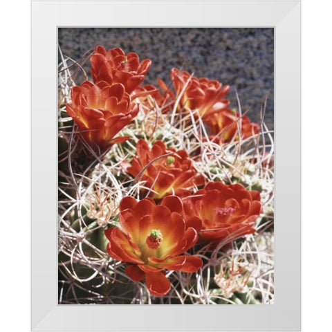 California, Joshua Tree NP Claret Cup Cactus White Modern Wood Framed Art Print by Talbot Frank, Christopher