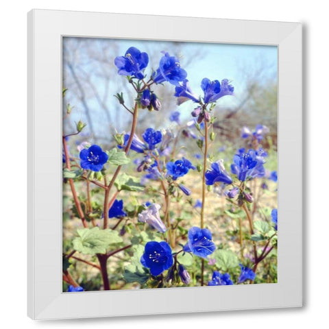 CA, Joshua Tree NP Desert Bell flowers White Modern Wood Framed Art Print by Talbot Frank, Christopher