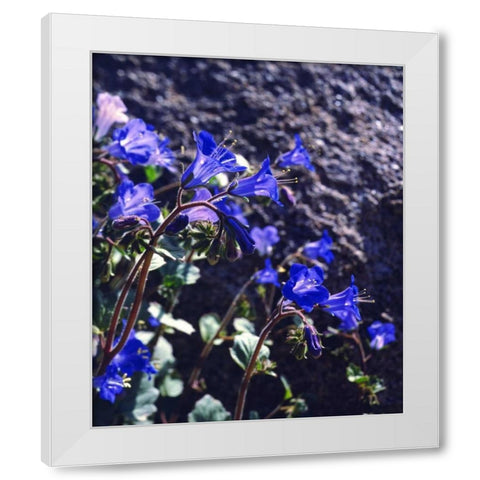 CA, Joshua Tree NP Desert Bell flowers White Modern Wood Framed Art Print by Talbot Frank, Christopher