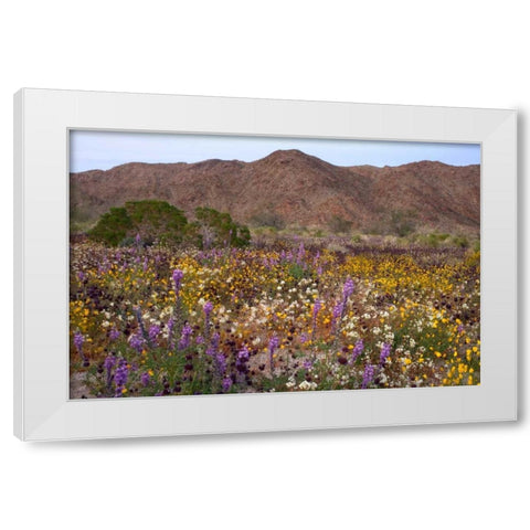 California, Joshua Tree NP Desert Wildflowers White Modern Wood Framed Art Print by Talbot Frank, Christopher