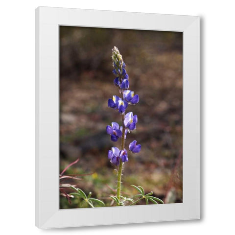 California, Joshua Tree NP Lupine Wildflowers White Modern Wood Framed Art Print by Talbot Frank, Christopher