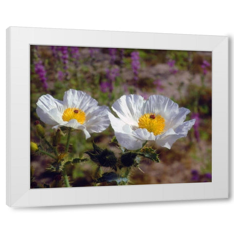 California, Joshua Tree NP Prickly Poppy flowers White Modern Wood Framed Art Print by Talbot Frank, Christopher