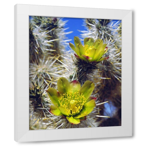 CA, Joshua Tree NP Silver Cholla Cactus flowers White Modern Wood Framed Art Print by Talbot Frank, Christopher
