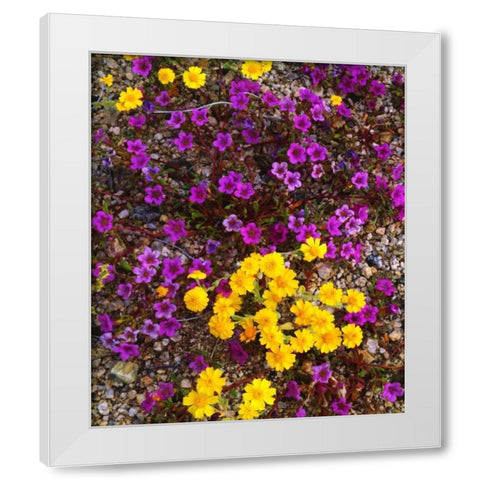 USA, California, Joshua Tree NP Wildflowers White Modern Wood Framed Art Print by Talbot Frank, Christopher