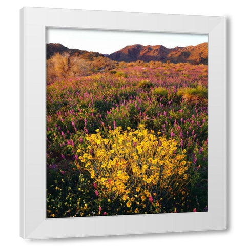 USA, California, Joshua Tree NP Wildflowers White Modern Wood Framed Art Print by Talbot Frank, Christopher