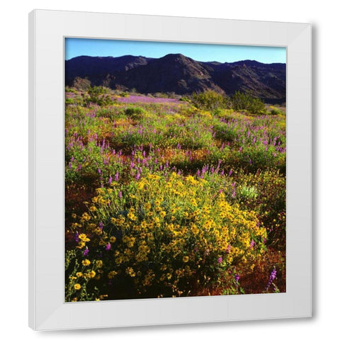 USA, California, Joshua Tree NP Wildflowers White Modern Wood Framed Art Print by Talbot Frank, Christopher