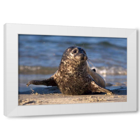 CA, La Jolla A baby seal in Childrens Pool White Modern Wood Framed Art Print by Talbot Frank, Christopher
