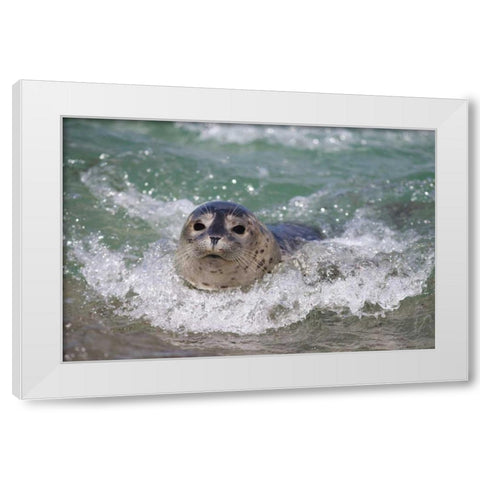 USA, California, La Jolla A baby seal surfing White Modern Wood Framed Art Print by Talbot Frank, Christopher
