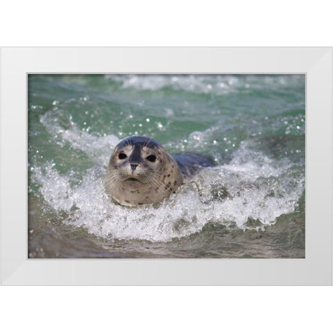 USA, California, La Jolla A baby seal surfing White Modern Wood Framed Art Print by Talbot Frank, Christopher