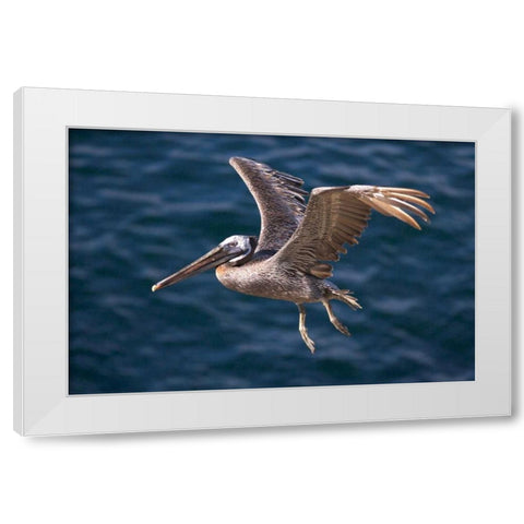 CA, La Jolla A Pelican Flying over the Coast White Modern Wood Framed Art Print by Talbot Frank, Christopher