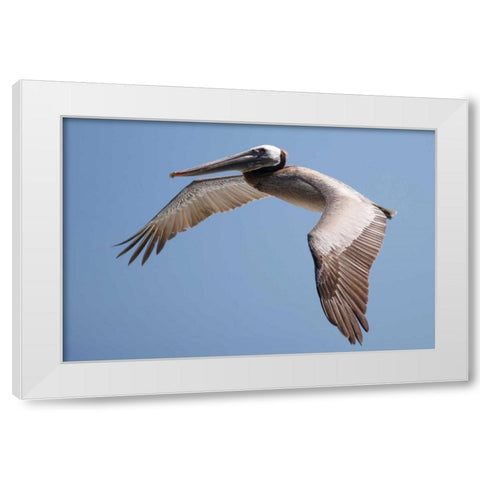 CA, La Jolla A Pelican Flying over the Coast White Modern Wood Framed Art Print by Talbot Frank, Christopher
