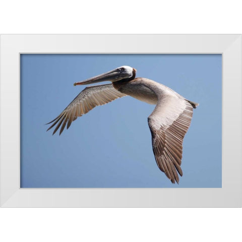 CA, La Jolla A Pelican Flying over the Coast White Modern Wood Framed Art Print by Talbot Frank, Christopher