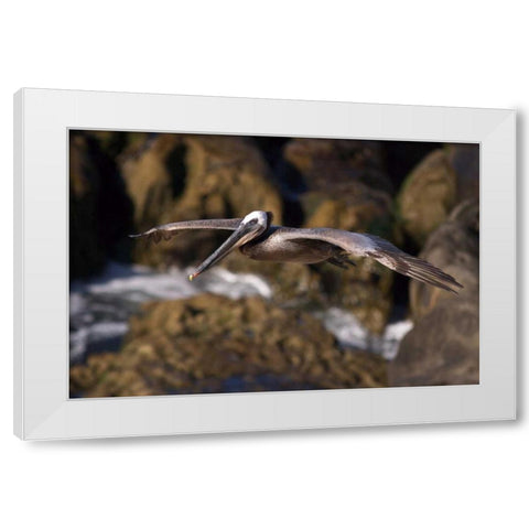 CA, La Jolla A Pelican Flying over the Coast White Modern Wood Framed Art Print by Talbot Frank, Christopher
