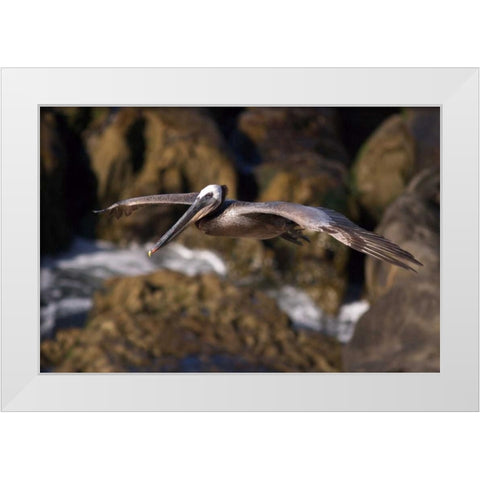 CA, La Jolla A Pelican Flying over the Coast White Modern Wood Framed Art Print by Talbot Frank, Christopher