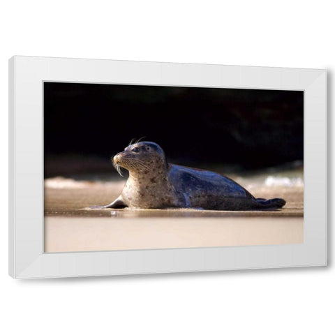 CA, La Jolla A seal on a beach along the Coast White Modern Wood Framed Art Print by Talbot Frank, Christopher