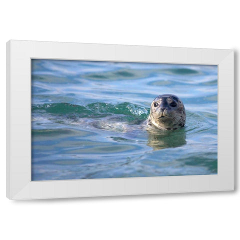 CA, La Jolla A seal swimming along the Coast White Modern Wood Framed Art Print by Talbot Frank, Christopher