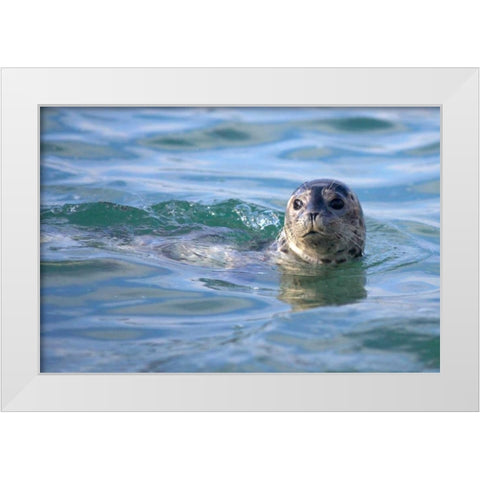 CA, La Jolla A seal swimming along the Coast White Modern Wood Framed Art Print by Talbot Frank, Christopher