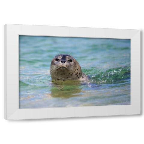 California, La Jolla Swimming with a baby seal White Modern Wood Framed Art Print by Talbot Frank, Christopher