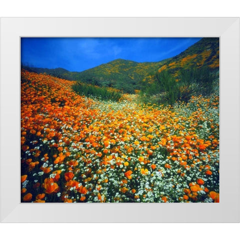 CA, Lake Elsinore Flowers covering a hillside White Modern Wood Framed Art Print by Talbot Frank, Christopher