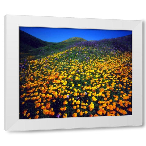 California, Lake Elsinore California poppies White Modern Wood Framed Art Print by Talbot Frank, Christopher