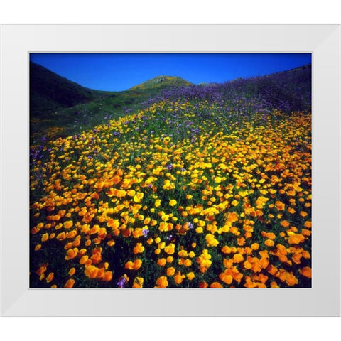 California, Lake Elsinore California poppies White Modern Wood Framed Art Print by Talbot Frank, Christopher