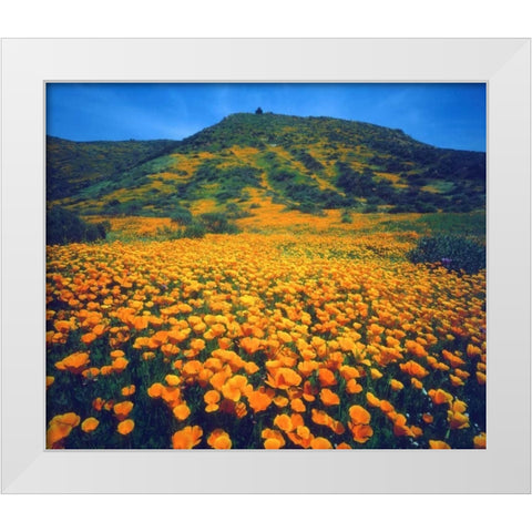 California, Lake Elsinore California poppies White Modern Wood Framed Art Print by Talbot Frank, Christopher