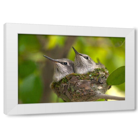 USA, California, Lakeside, Baby hummingbirds White Modern Wood Framed Art Print by Talbot Frank, Christopher
