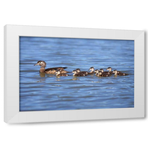California Wood Ducklings on Lindo Lake White Modern Wood Framed Art Print by Talbot Frank, Christopher