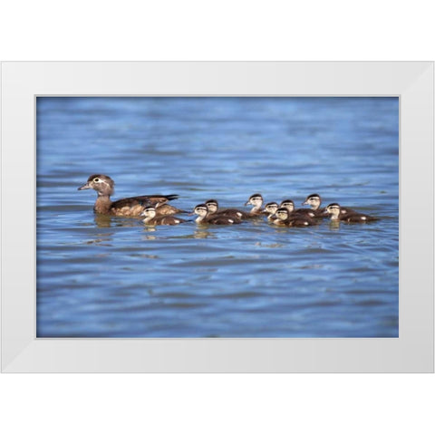 California Wood Ducklings on Lindo Lake White Modern Wood Framed Art Print by Talbot Frank, Christopher